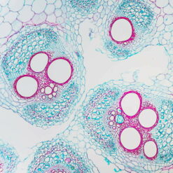 Roślinne komórki macierzyste